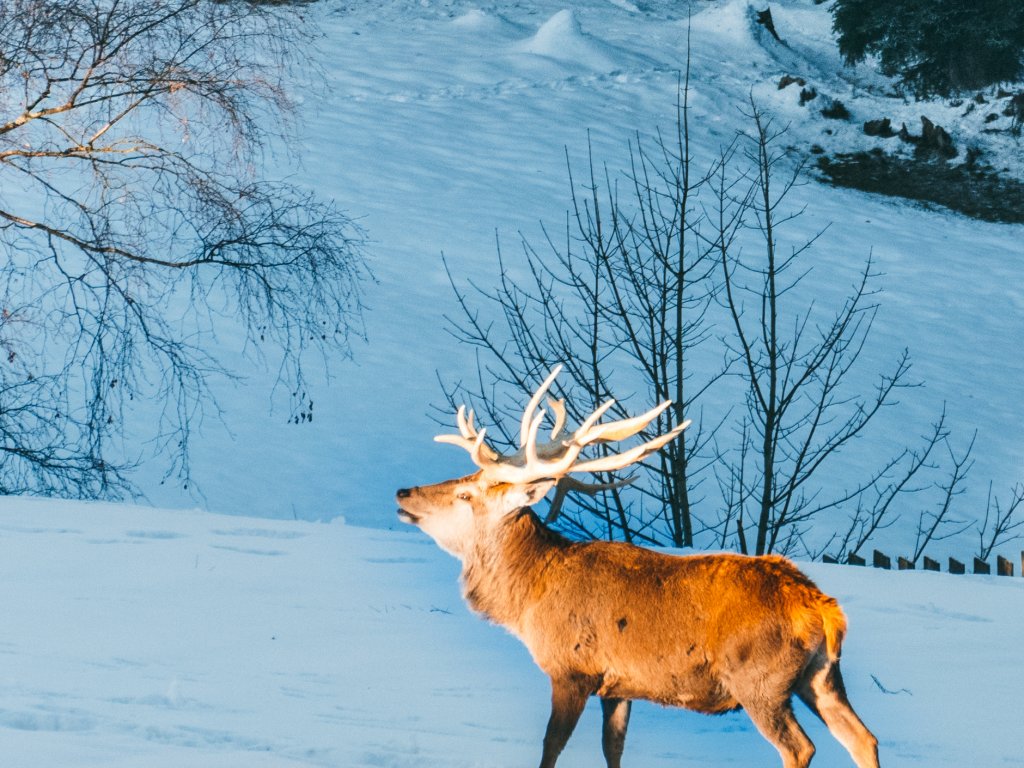 Alpenwildpark am Pfänder