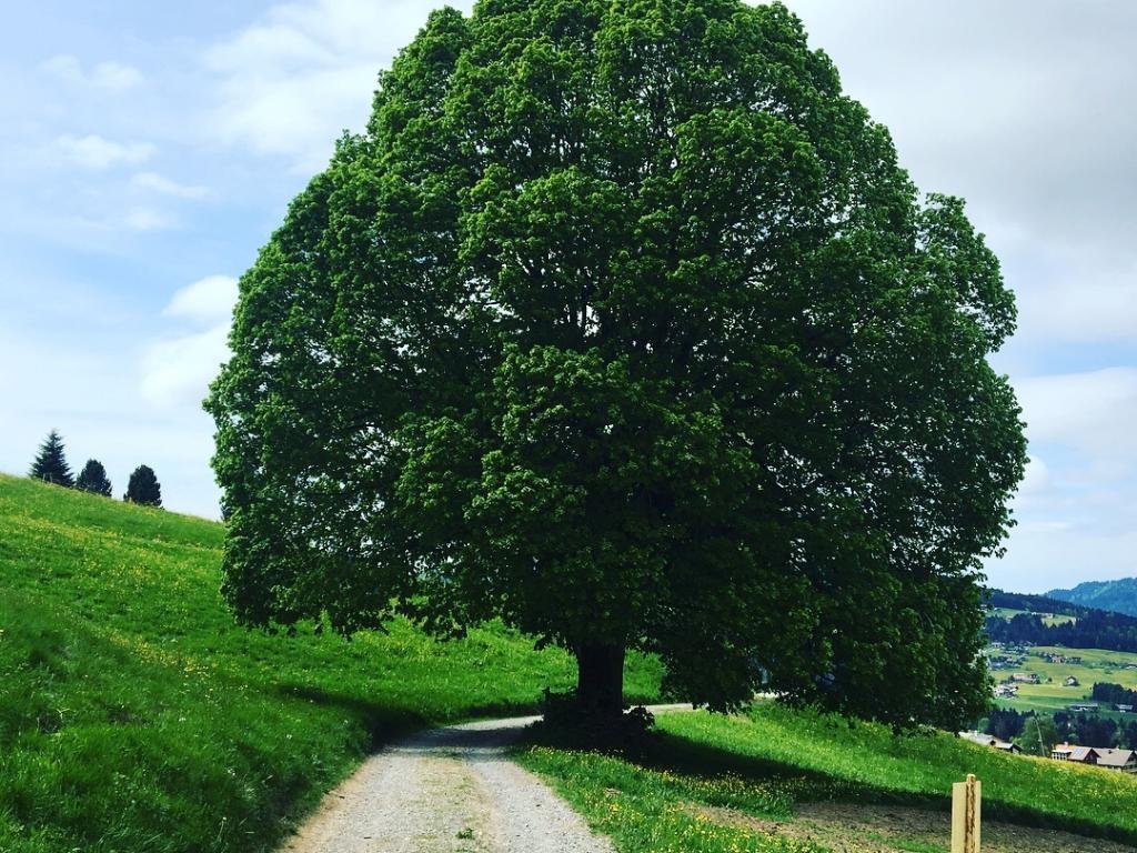 Weg von Tannen nach Müselbach