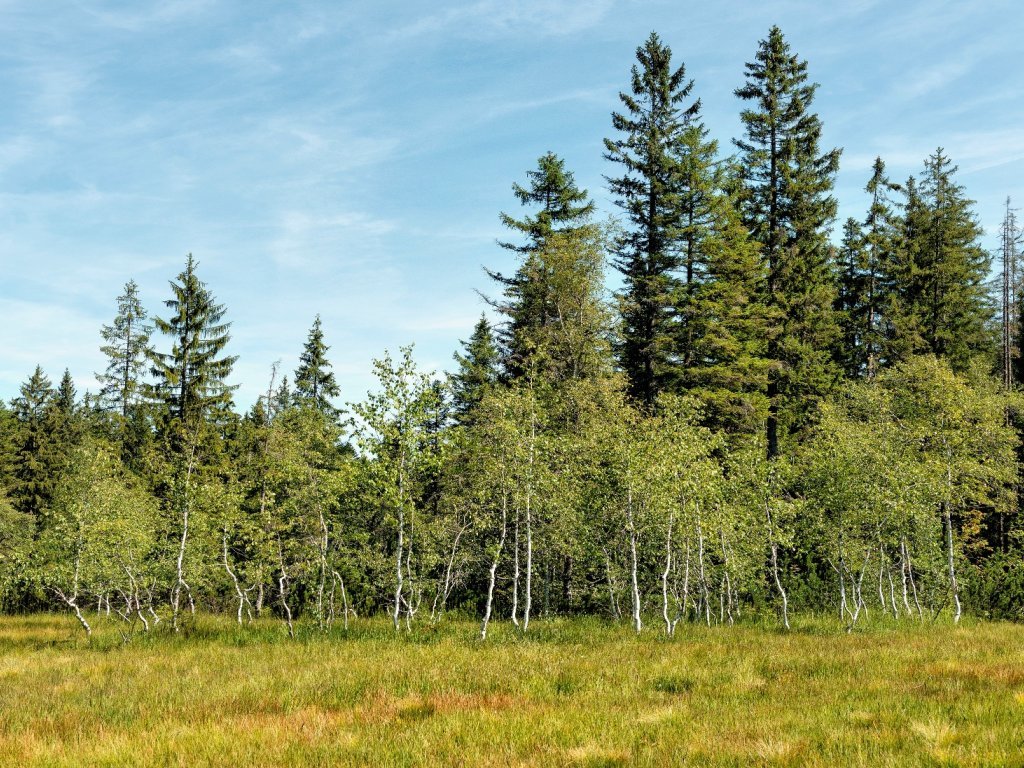 Landschaft am Bödele