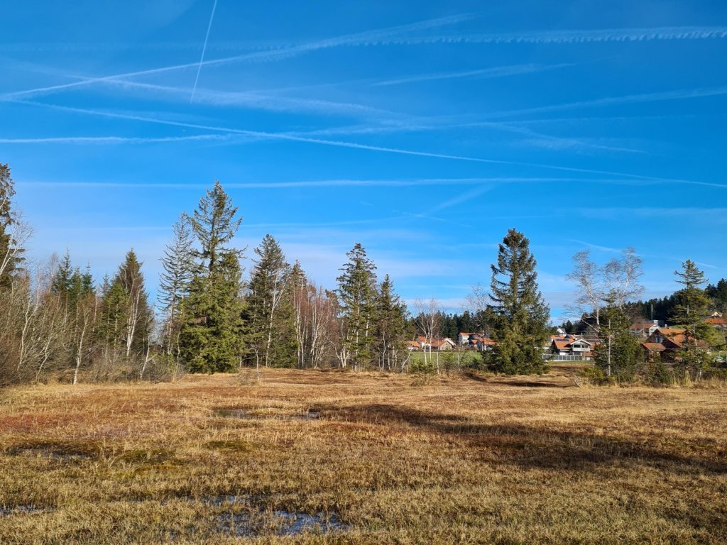 Moorlandschaft im Pfarrholz