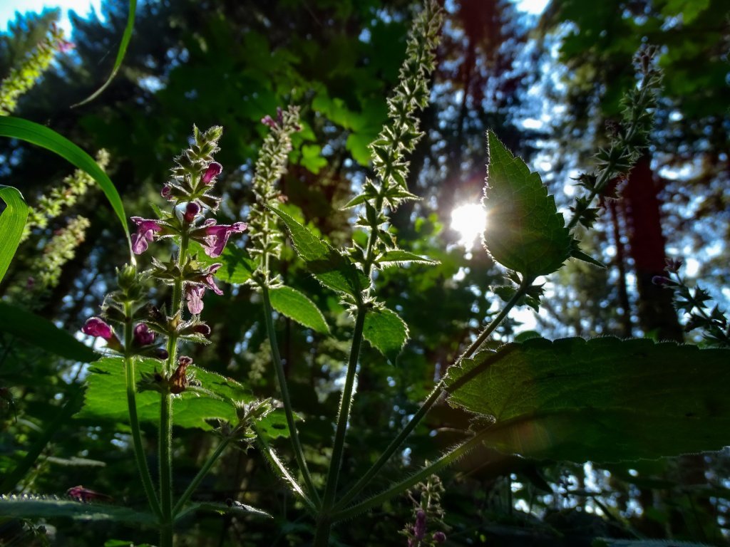 Blumen entlang dem Grenzerpfad