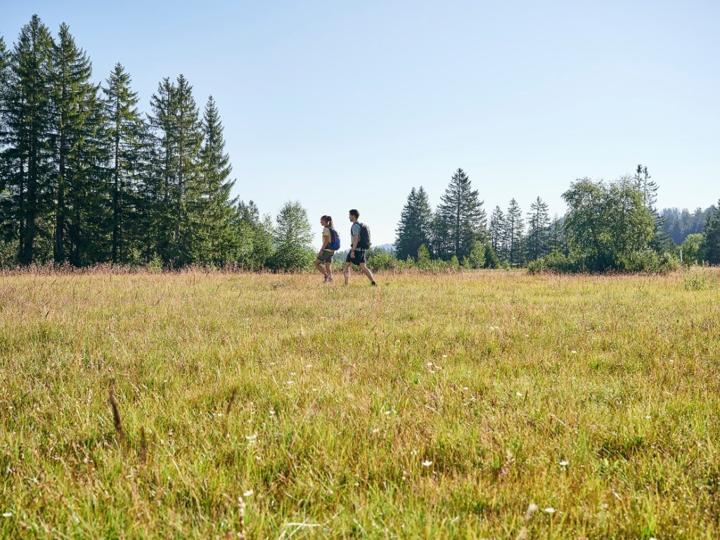 Wandern im Kojenmoos in Riefensberg