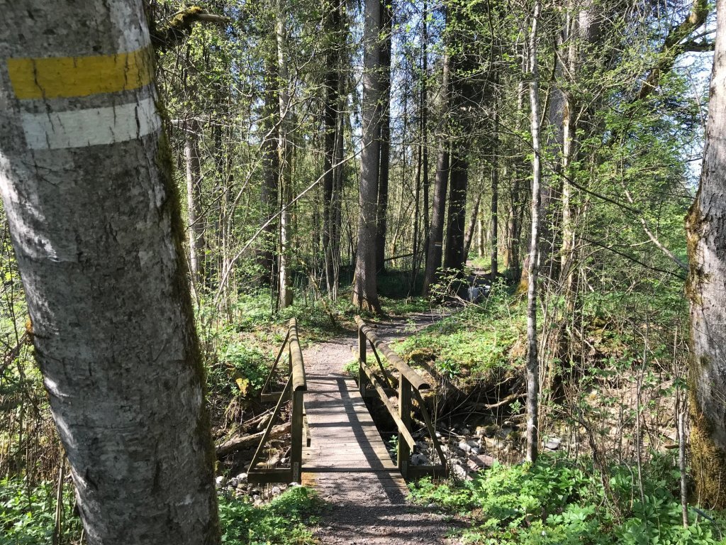 Rotach-Waldweg in Thal