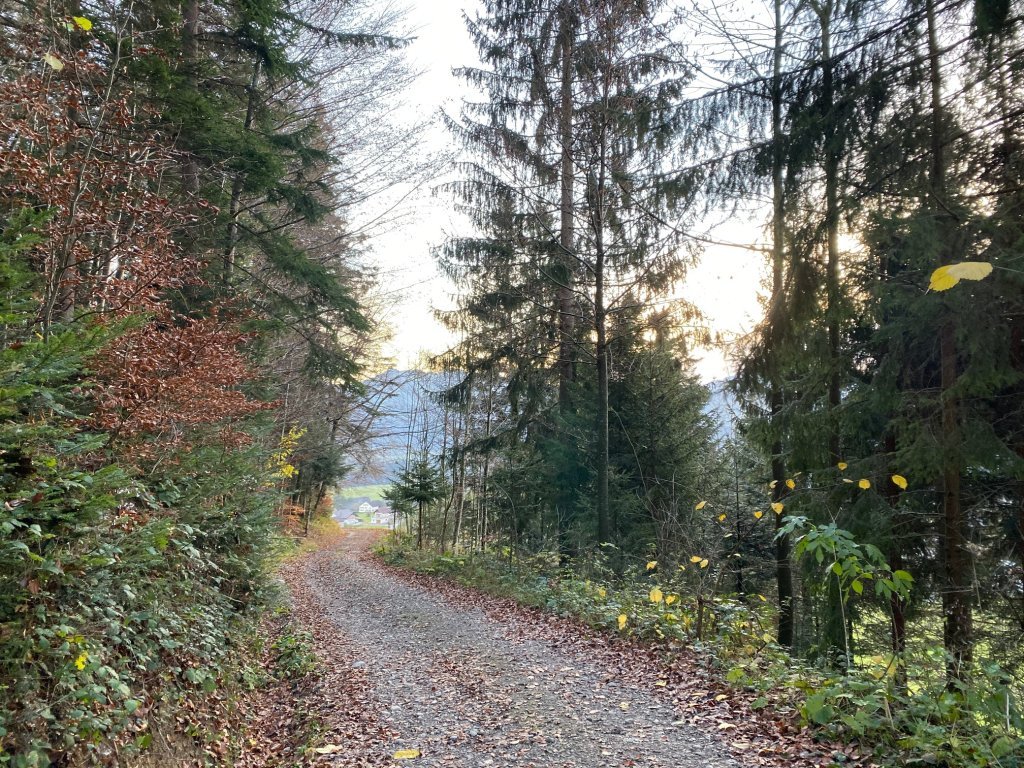 Waldweg auf dem Rotenberg