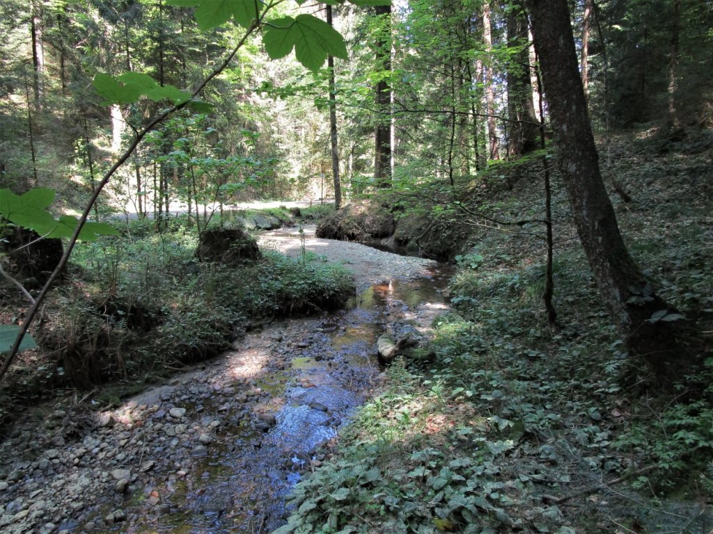 Hier darf der Scheibenbach noch mäandrieren