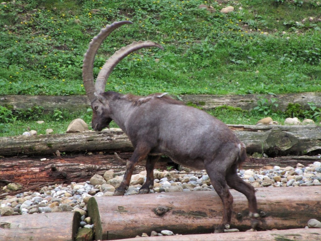 Der Steinbock ist immer wieder faszinierend, auch wenn man ihn schon öfters auch in freier Wildbahn gesehen hat.