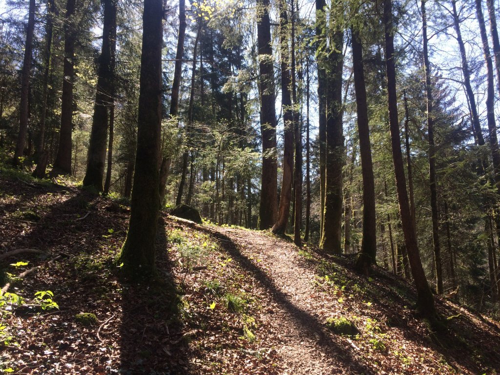 Waldweg zum Wasserfall