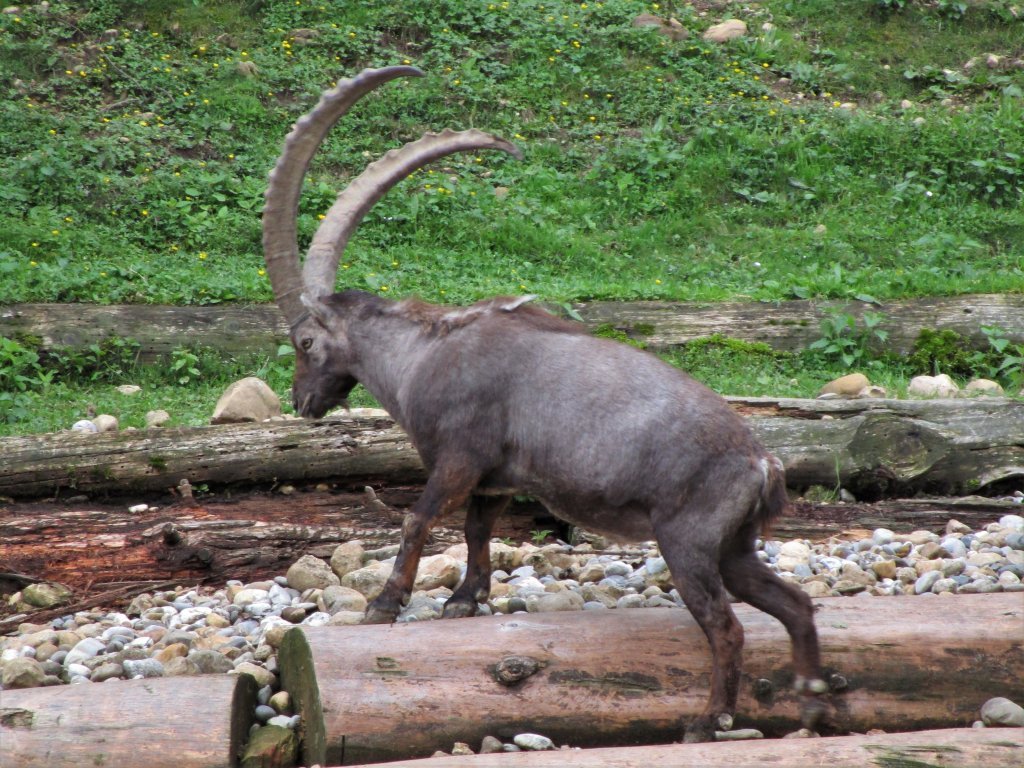 Ein majästestischer Bewohner unserer Alpen, der Steinbock