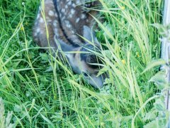 Alpenwildpark am Pfänder