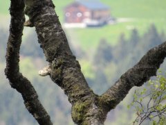 Blick vom Känzele